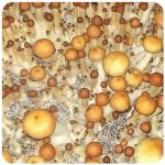 Псилоцибиновые (галлюциногенные)  грибы Psilocybin "Golden Teacher" в Удомле